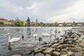 Image of Charles Bridge in Prague with swans