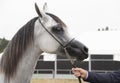 Prague Intercup - International Arabian Horse Show 2017