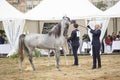 Prague Intercup - International Arabian Horse Show 2017 Royalty Free Stock Photo