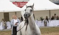 Prague Intercup - International Arabian Horse Show 2017