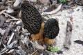 Prague morel - Morchella pragensis