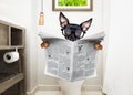 At toilette, toilet seat and reading newspaper dog Royalty Free Stock Photo