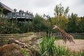 Prague, September 26, 2018: People or group of friends or guests of zoo look at giraffes in Prague. Wild african animals
