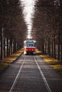 Prague tram in a tree alley