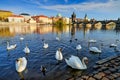 Prague - Vltava river near the Charles bridge with mute swan flock group.  Urban wildlife in Prague, Czech Rep., Europe. Birds Royalty Free Stock Photo