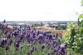 Prague, Vysehrad and lavender field