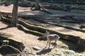 Prague Zoo - baby mountain goat