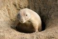 Prairie dog watching its home