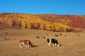 Prairie Royalty Free Stock Photo