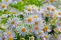 Prairie Aster ( lat. Aster amellus )