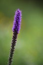 Prairie Blazing Star Against a Green Background Royalty Free Stock Photo