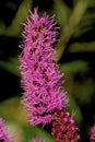 Prairie Blazing Star 50297