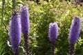 Prairie blazing star in a Seattle garden Royalty Free Stock Photo