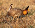 Prairie chicken Royalty Free Stock Photo