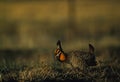 Prairie Chicken Royalty Free Stock Photo