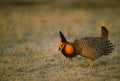 Prairie Chicken on Lek Royalty Free Stock Photo