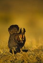 Prairie Chicken on Lek Royalty Free Stock Photo