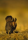 Prairie Chicken on Lek