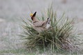 Prairie chicken standing on prairie yucca plant