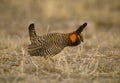 Prairie Chicken Strutting Royalty Free Stock Photo