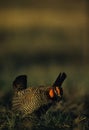 Prairie Chicken Strutting Royalty Free Stock Photo