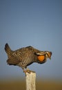 Prairie Chicken Strutting on Fencepost