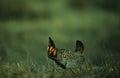 Prairie Chicken Strutting on Lek Royalty Free Stock Photo