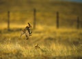 Prairie Chickens Fighting Royalty Free Stock Photo