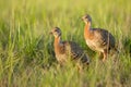 prairie chickens interacting in the grass