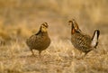 Prairie Chickens on Lek Royalty Free Stock Photo