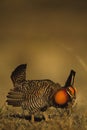 Prairie Chickens on Lek Royalty Free Stock Photo