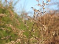 Prairie close ups