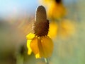 Prairie Coneflower with flare