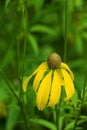 Prairie Coneflower, Ratihida pinnata Royalty Free Stock Photo