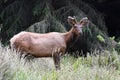 Prairie Creek Redwoods State Park Royalty Free Stock Photo