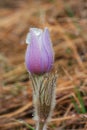 Prairie Crocus Covered in Droplets Royalty Free Stock Photo