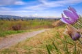 Prairie Crocus Flowers In A Spring Field Royalty Free Stock Photo