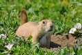 Prairie dog Royalty Free Stock Photo