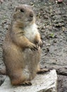 Prairie Dog Royalty Free Stock Photo