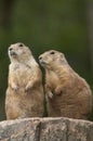 prairie dogs Royalty Free Stock Photo