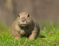 Prairie Dog Royalty Free Stock Photo