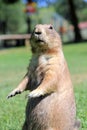 Prairie dog Royalty Free Stock Photo