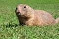 Prairie dog Royalty Free Stock Photo