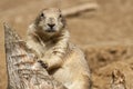 Prairie Dog Royalty Free Stock Photo