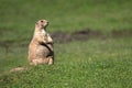 Prairie dog