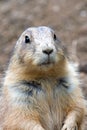 Prairie Dog Royalty Free Stock Photo