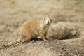 Prairie dog Royalty Free Stock Photo