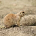 Prairie dog Royalty Free Stock Photo