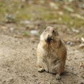 Prairie dog Royalty Free Stock Photo