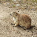 Prairie dog Royalty Free Stock Photo